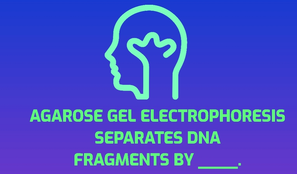 Agarose gel electrophoresis separates dna fragments by ____.